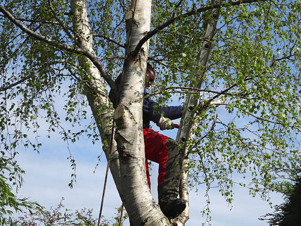 San Saba, TX Tree Care Company